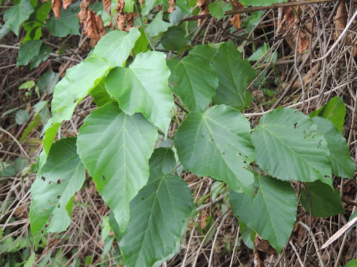 Alchornea cordifolia